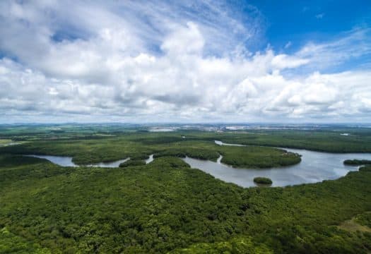 Bosques del Amazonas no se van a sostener si el cambio climático sigue aumentando