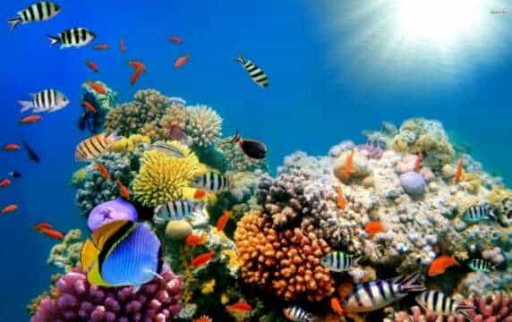 Los arrecifes de coral están siendo amenazados por las ratas