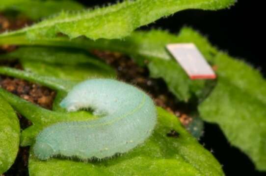 Video: Arabidopsis thaliana, descubren que las plantas pueden escuchar a sus Enemigos