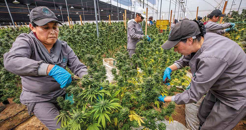 Para el Cannabis recreativo legal en Colombia: así van las cosas