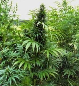 Estudio: La marihuana frenaría el cáncer de mama