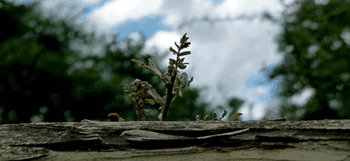 El fin de los Bosques del Mundo