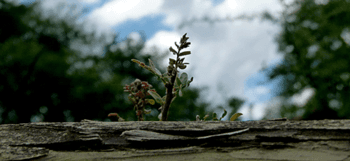 El fin de los Bosques del Mundo