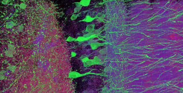 Engramas: Descubren que las memorias son FÍSICAS por medio de la optogenética