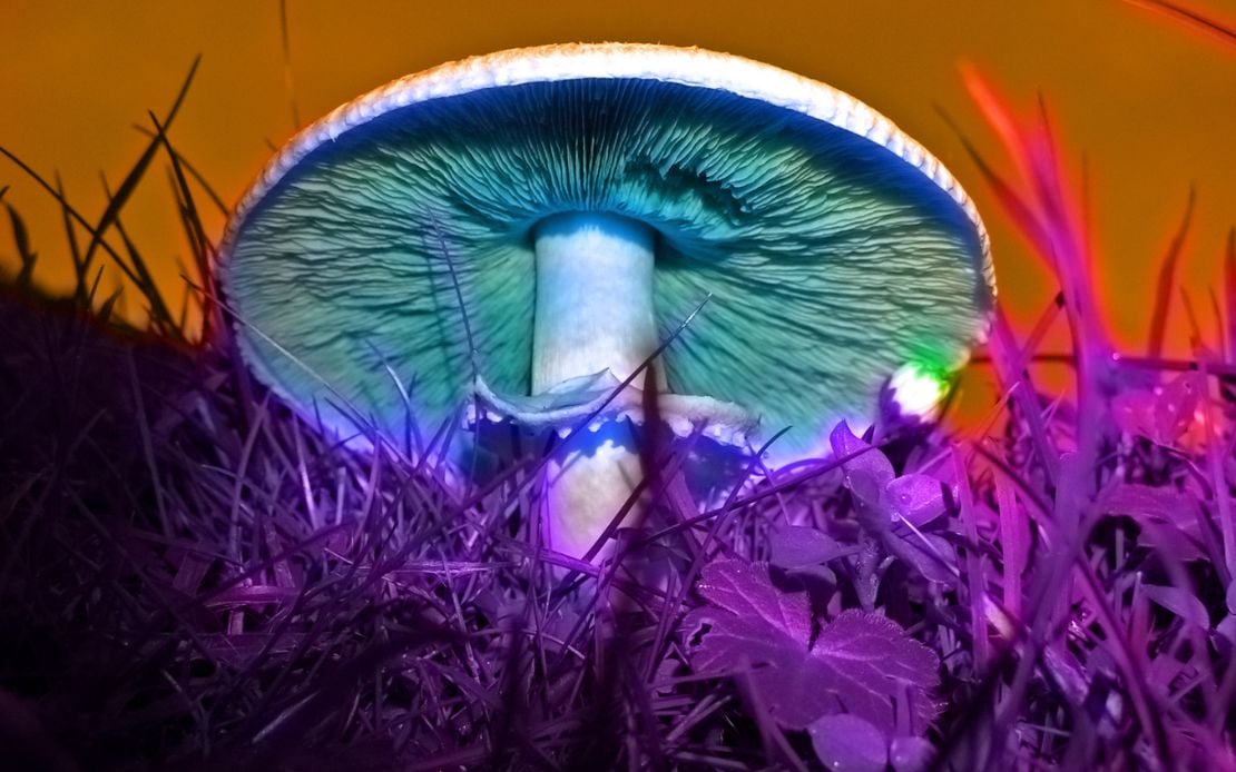 Australia, primer país en usar hongos y MDMA para tratar enfermedades mentales