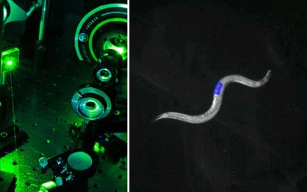 CoLBeRT: Logran controlar los movimientos de una lombriz con un sensor…