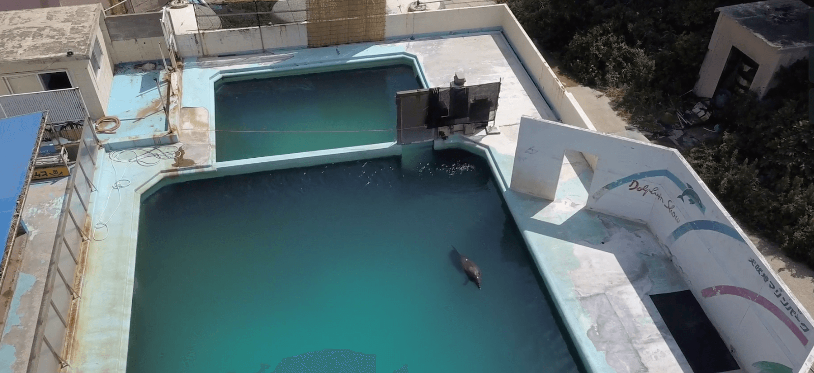 Se murió Honey, el delfín Japones del Acuario abandonado en Choshi