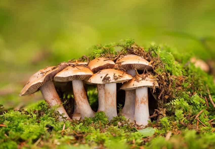 Comer hongos reduce hasta un 50% la probabilidad de desarrollar deterioro cognitivo