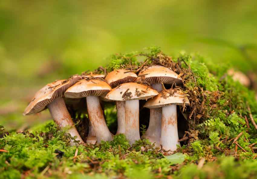 Comer hongos reduce hasta un 50% la probabilidad de desarrollar deterioro cognitivo