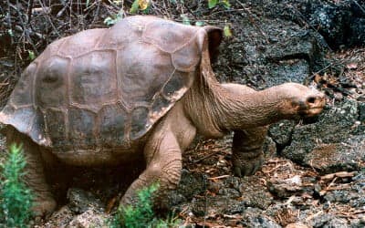 Muere en Galápagos el “Solitario Jorge”, última tortuga de su especie