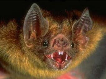 Investigan posible caso de rabia humana en el Cauca