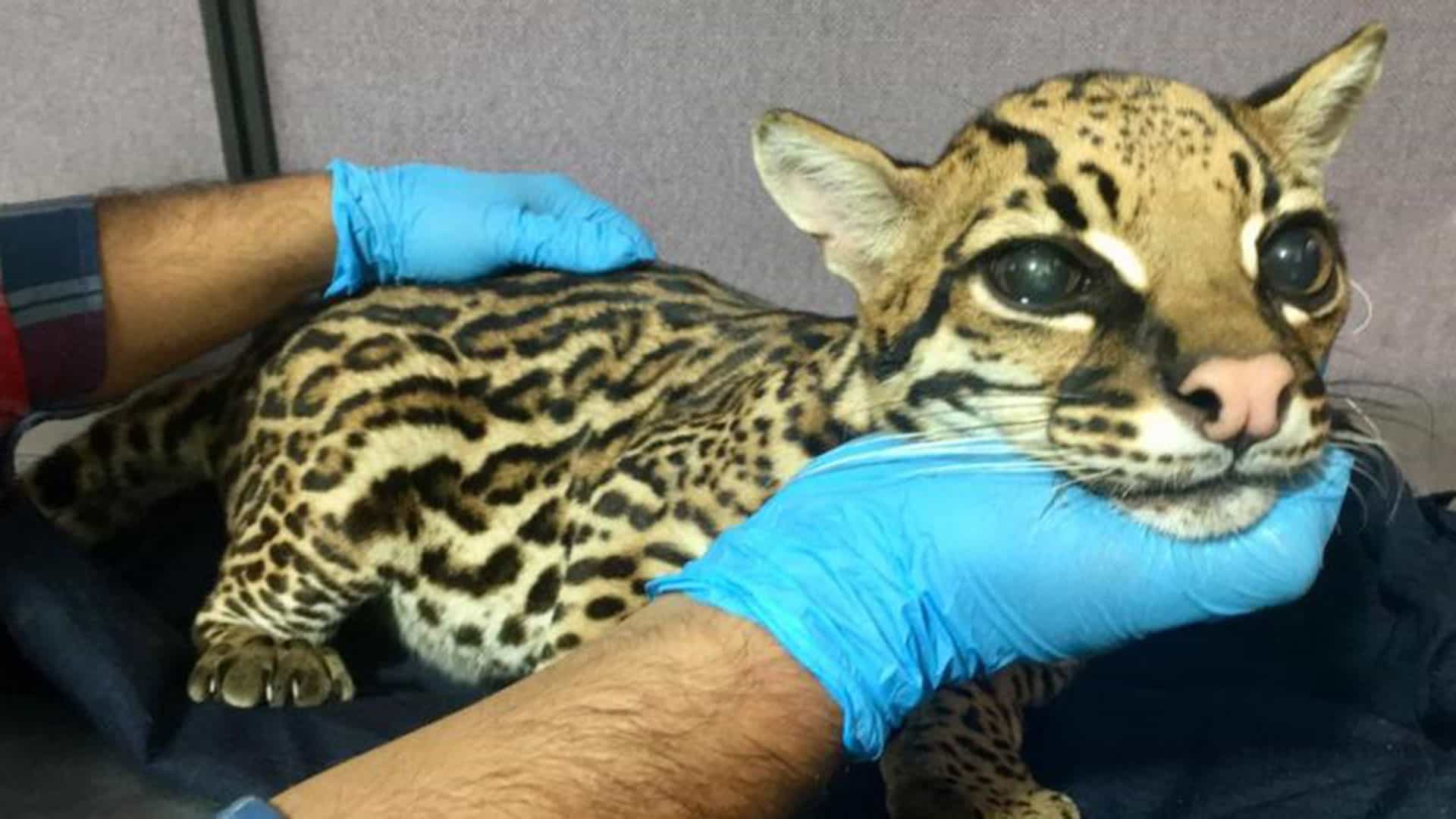 100 animales víctimas del tráfico silvestre serán liberados