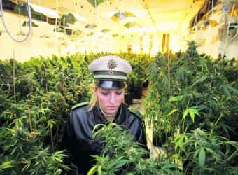 Marihuana, ¿la mejor inversión de la década?