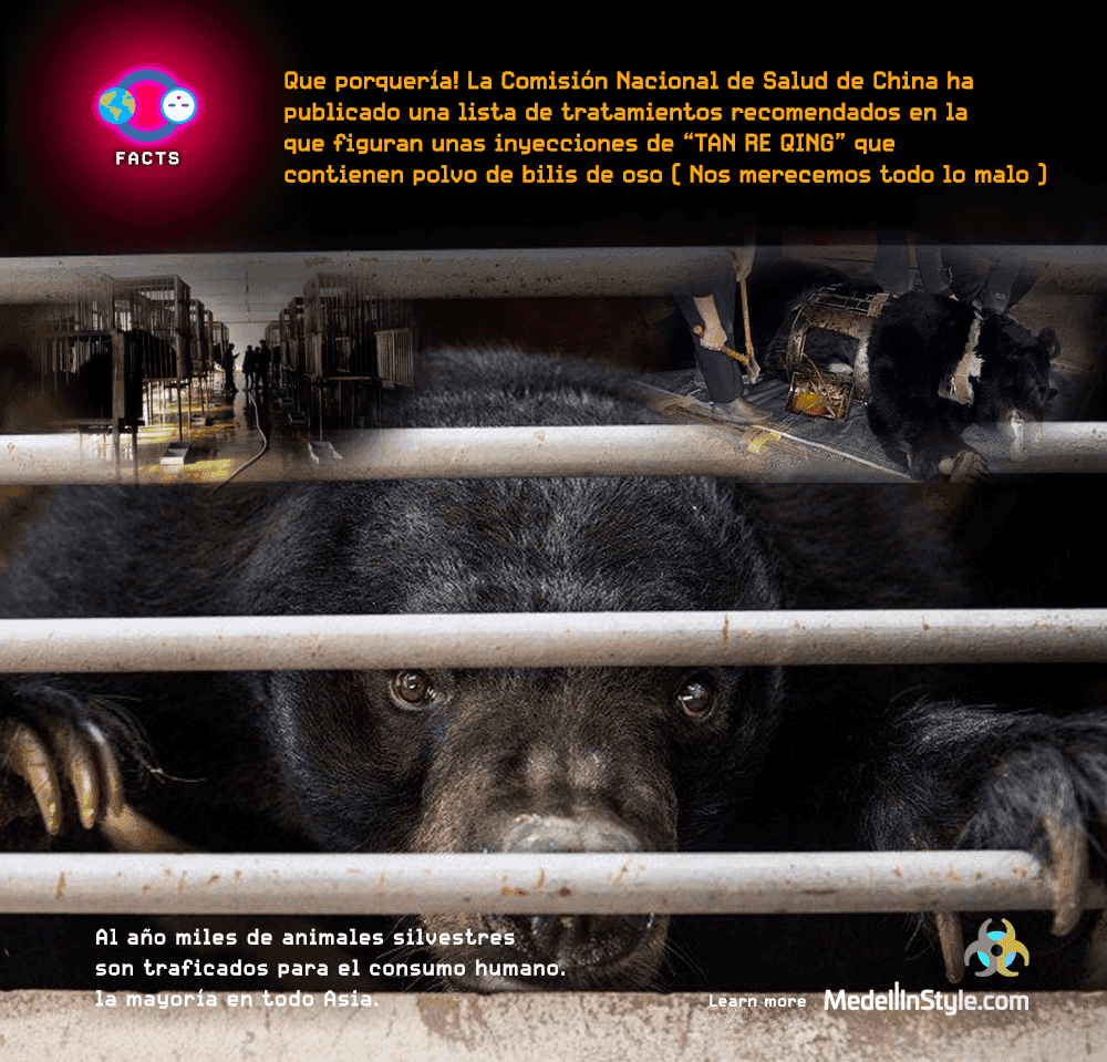 Ministerio de Salúd de China recomienda polvo de Bilis de Oso para tratar el Covid-19