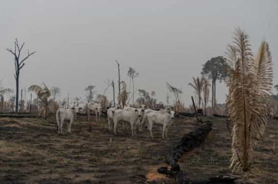 Colombia disminuye su Bosque Natural (50%) entre 1 y 2% anual, quedan 50 años…