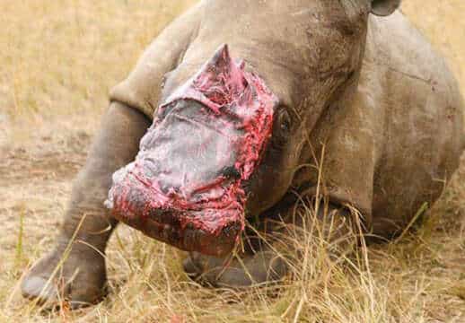 Curan a Rinoceronte mutilado con Piel de Elefante, dicen que durará 4 semanas