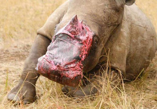 Curan a Rinoceronte mutilado con Piel de Elefante, dicen que durará 4 semanas