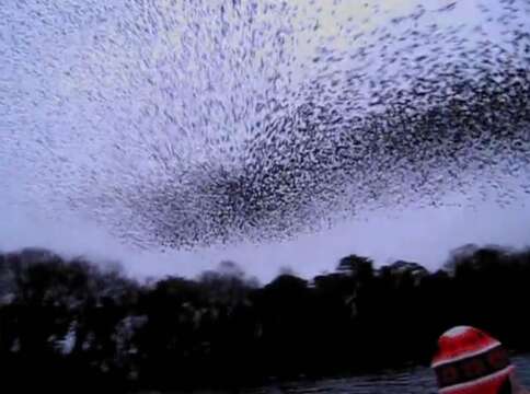 Video: El arte de la Naturaleza