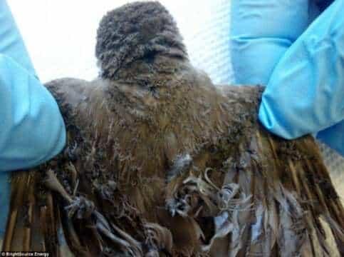 La Planta Solar más grande del Mundo literalmente ha “derretido” más de 3500 pájaros