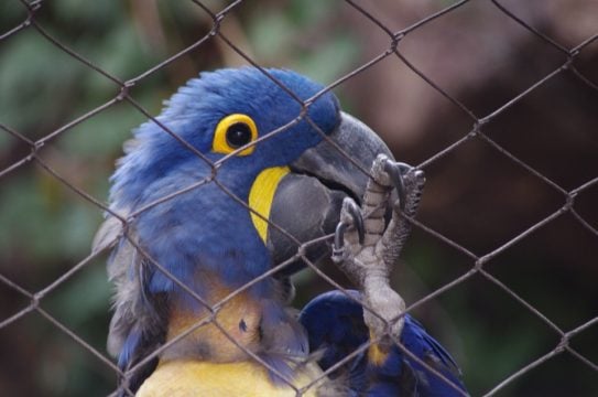 En India prohíben enjaular aves porque su derecho es volar