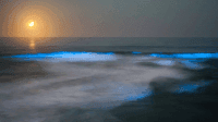 Olas fluorescentes iluminan una playa de California