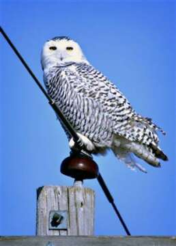 Se acabó el calentamiento global, bienvenidos a la “Mini era de Hielo”