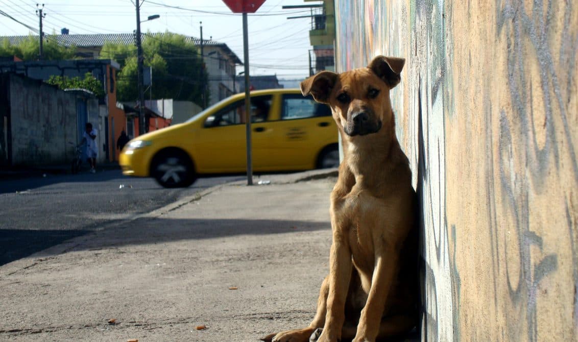 Holanda, primer país del mundo sin perros callejeros