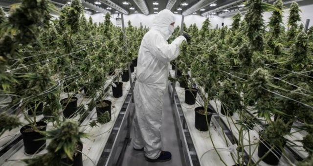 El consumo de marihuana altera regiones cerebrales para el reconocimiento emocional