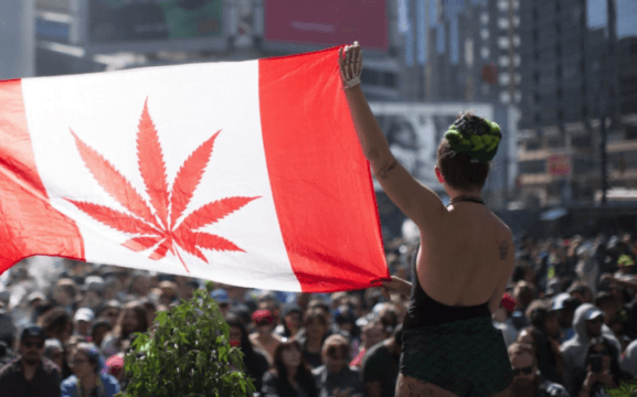 El senado canadiense votara por la legalización de la marihuana recreativa en todo el país
