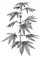 Tanto el tabaquismo como el consumo de cannabis están asociados con experiencias psicóticas