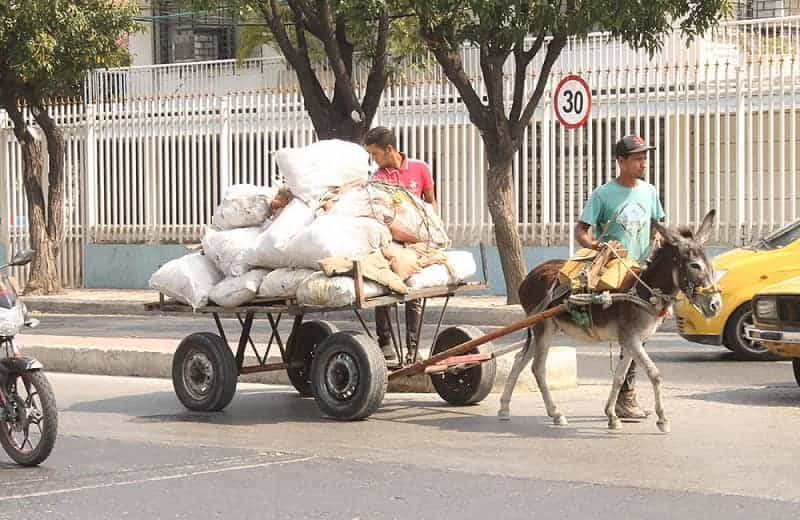 ¡Es oficial! Colombia prohíbe vehículos de tracción animal