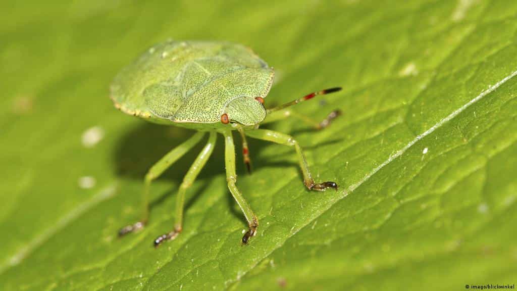 Francia: Insectos reemplazan a pesticidas para proteger cultivos