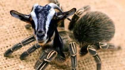 ¿Cabras que producen telarañas?