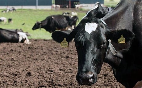 Vaca modificada genéticamente saca leche humanamente materna!