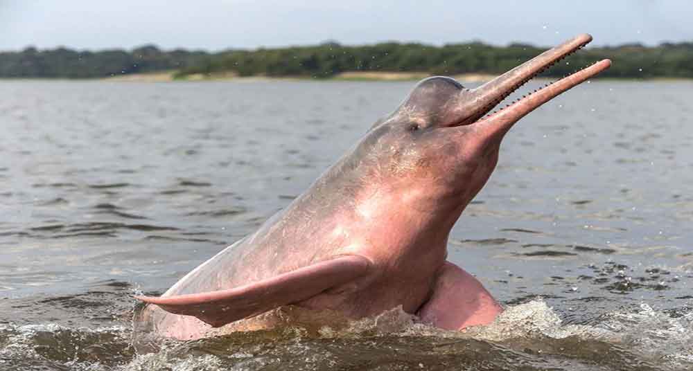Especies de agua dulce en gran amenaza de extinción