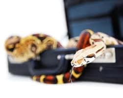 Un hombre que intentó viajar con una maleta de serpientes y bichos es detenido en Argentina