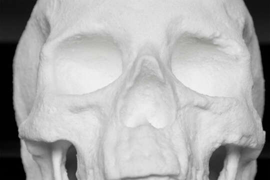 Un cráneo humano hecho exclusivamente de cocaína