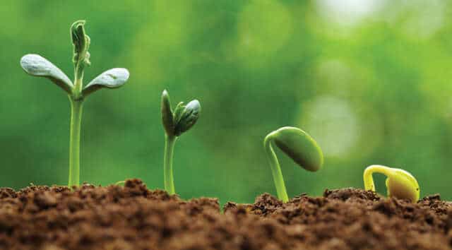 Vegetarianos? Las plantas tienen neuronas y son seres inteligentes.