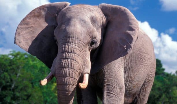 Circos y zoológicos ya no pueden comprar elefantes africanos