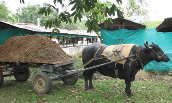 Con estiércol de animales los campesinos pueden generar gas para sus viviendas