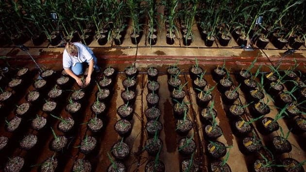 Los alimentos genéticamente modificados, como la soja y el maíz, pueden ser desencadenantes de una serie de trastornos intestinales…