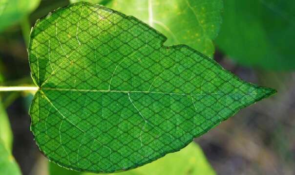 Así es: Fotosíntesis Artificial convierte el Dióxido de Carbono en Aire Limpio