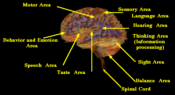 En últimas, utilizamos el 100% del Cerebro
