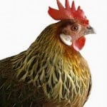 MedeGreenStyle: Mueren 500 gallinas por Fenómeno del niño.