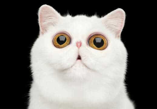 Las especies animales que también se drogan