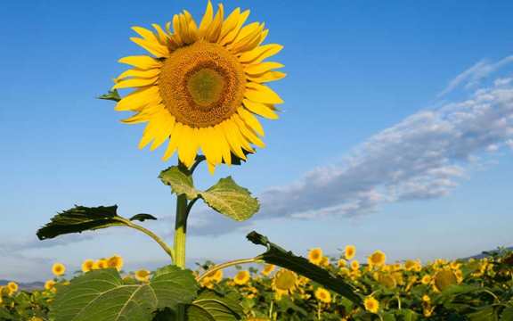 Así suena un girasol