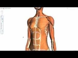 Prueba el nuevo Chrome con capacidad 3D (Webgl)