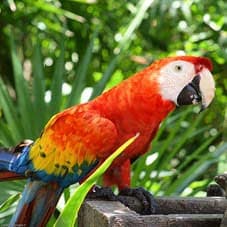 En peligro 346 especies de animales colombianos por tráfico ilegal