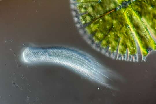 Las mejores fotos Microscópicas del 2015