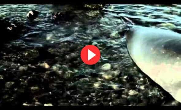 Video: Hiele – Elephant Seals